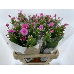 PHLOX P REBEL LADY