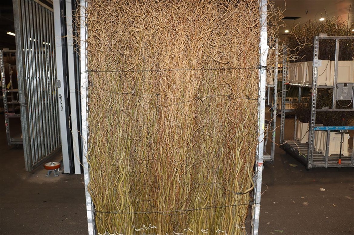 <h4>Salix Kronkelwilg</h4>