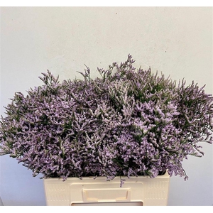 LIM SAF LILAC