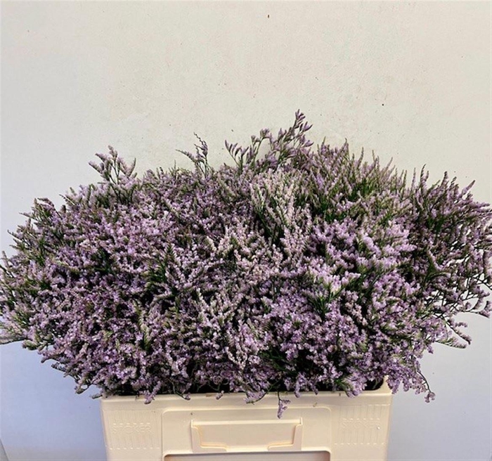 <h4>LIM SAF LILAC</h4>