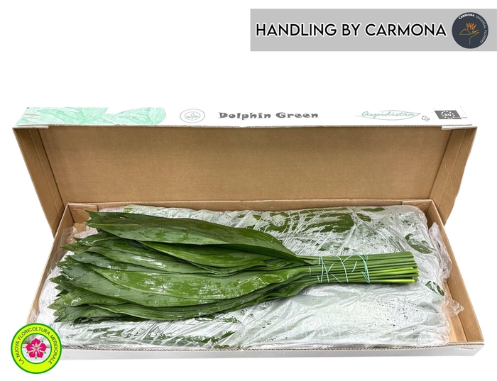 <h4>ASPID ELATIOR</h4>