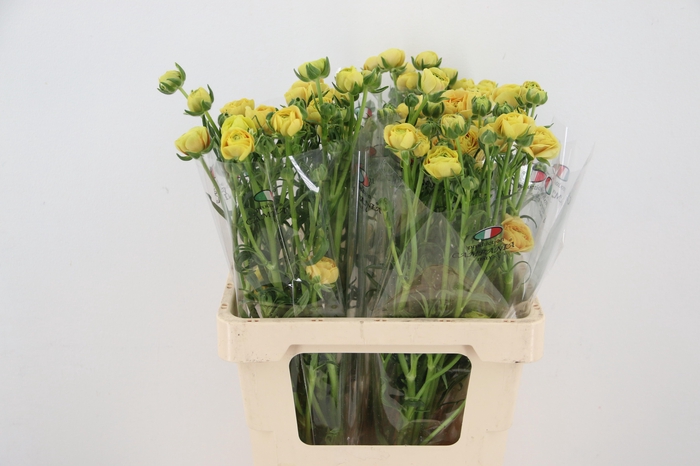 <h4>RAN MODERNA MIELE</h4>