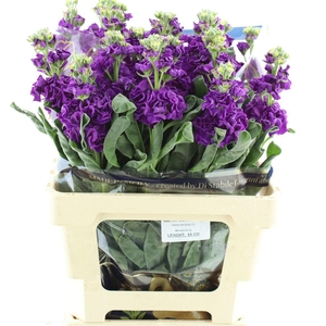 Matth Incana Iron Purple Super