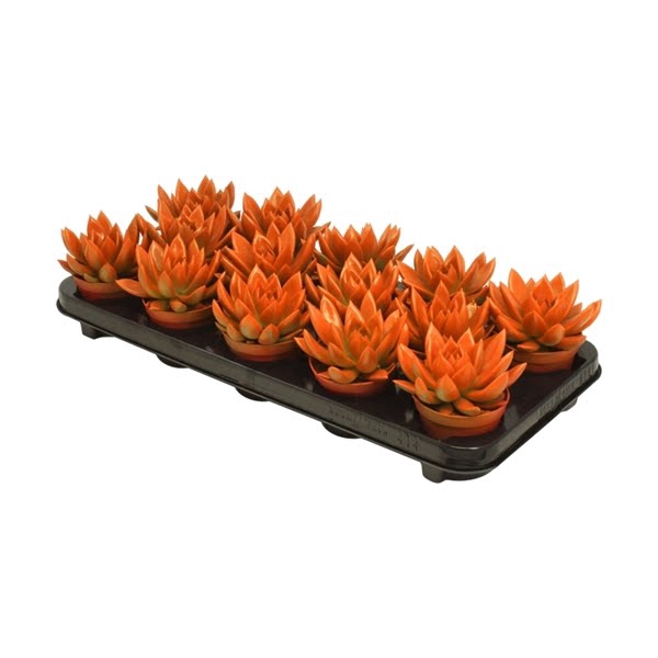 <h4>Echeveria coloured Orange</h4>