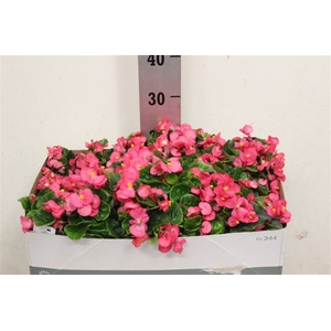 Begonia Semperflorens Grp 'Topspin Rose'