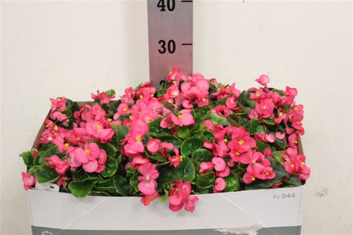 <h4>Begonia Semperflorens Grp 'Topspin Rose'</h4>