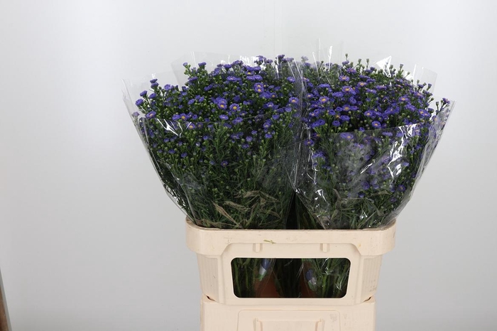 <h4>Ast Teeny Tiny Blue</h4>