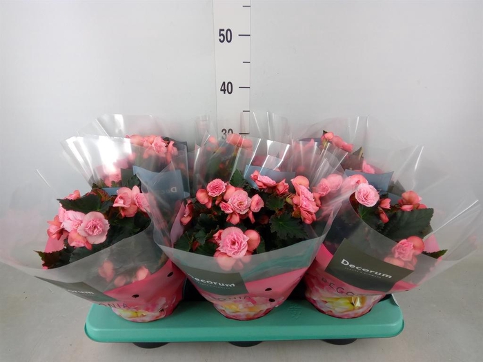 <h4>Begonia elat. DU 'Move2Joy Pink'</h4>