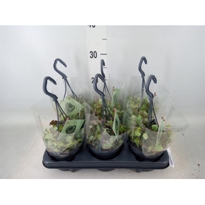 Ceropegia woodii ssp. woodii