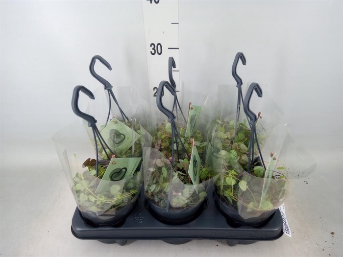 <h4>Ceropegia woodii ssp. woodii</h4>