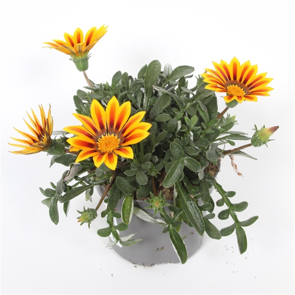 <h4>Gazania Magic p10,5</h4>