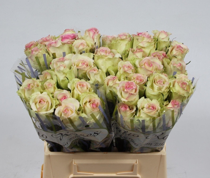 <h4>R GR PINK JOURNEY</h4>