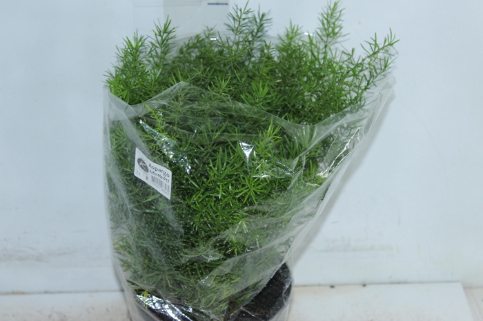 <h4>ASPARGO ALFINETE P17</h4>