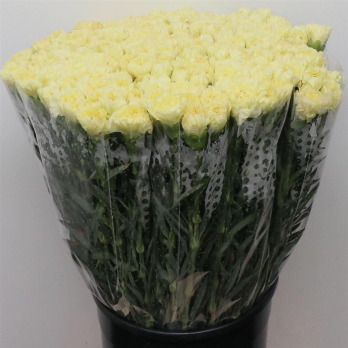 <h4>Di St Diletta Yellow</h4>