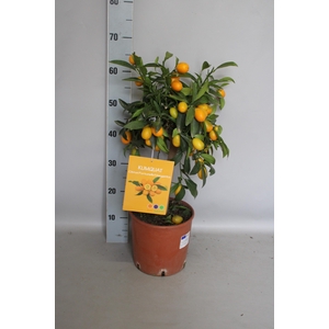 Citrus Stam KumQuat