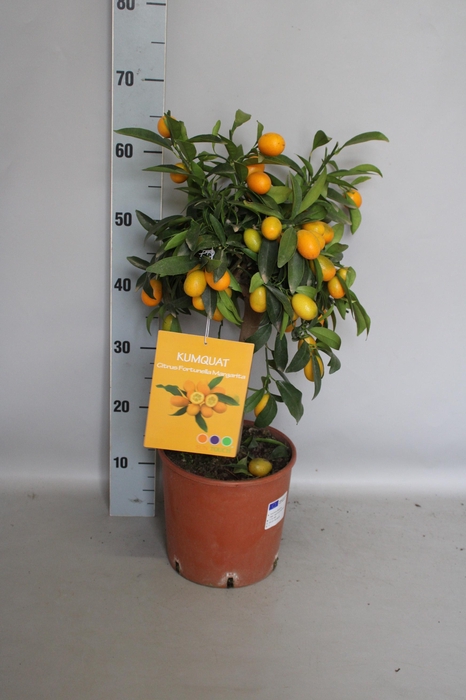 <h4>Citrus Stam KumQuat</h4>
