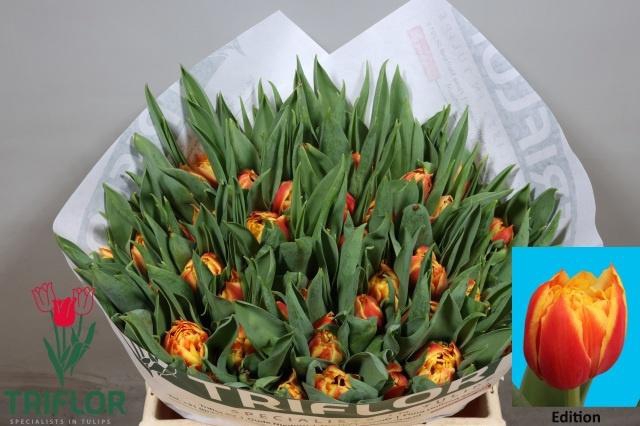 <h4>TU DU EDITION</h4>