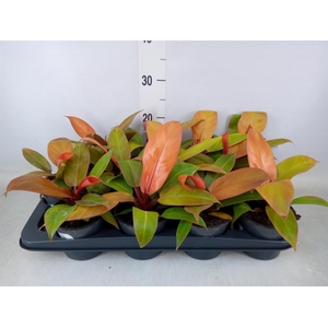 Philodendron  'Prince Of Orange'