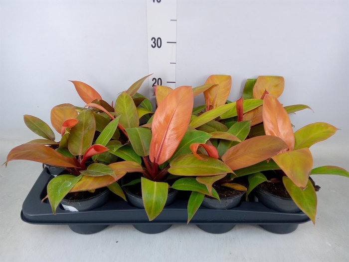 <h4>Philodendron 'Prince Of Orange'</h4>