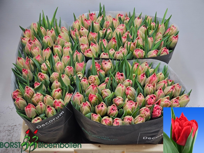 <h4>TU DU DOUBLE TWIST</h4>