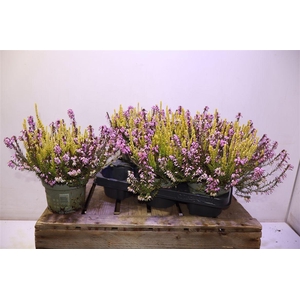 Eric Ca Bs Win Crown