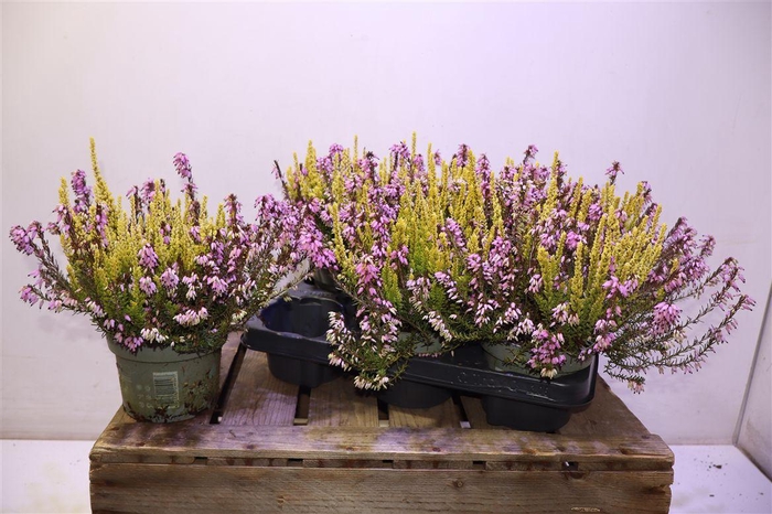 <h4>Eric Ca Bs Win Crown</h4>