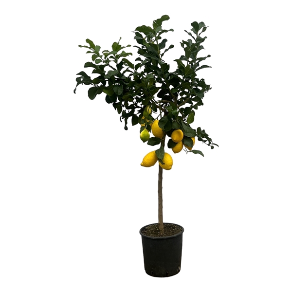 <h4>Citrus Lemon (Citroen) - 170cm</h4>