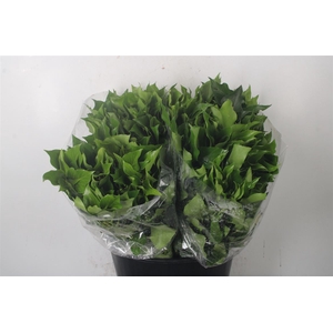Hedera Leaves Per Bunch