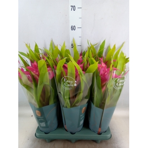 Guzmania  'Deseo Pink'