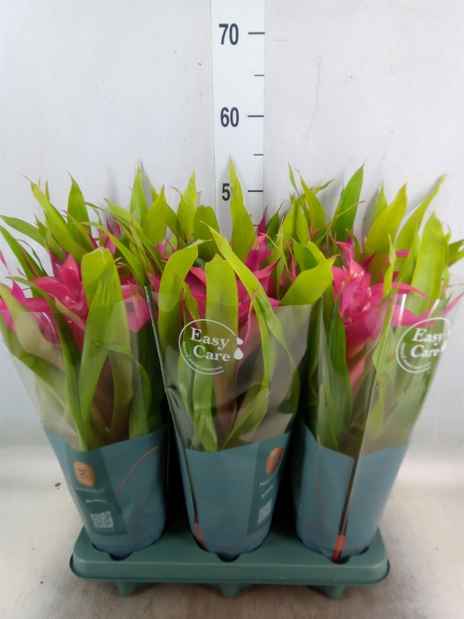 <h4>Guzmania  'Deseo Pink'</h4>