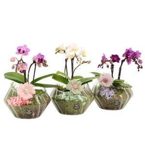 21910: Contradiction arrangement