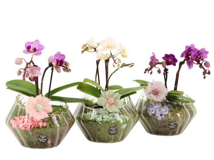 <h4>21910: Contradiction arrangement</h4>