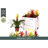 Bromelia Gem 6 Srt