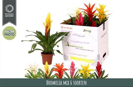 Bromelia Gem 6 Srt