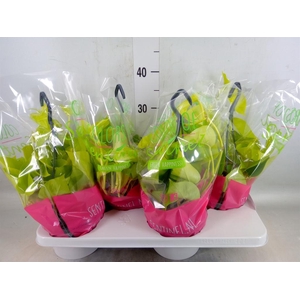 Epipremnum pinn. 'Golden Pothos' HG