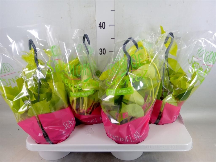 <h4>Epipremnum pinn. 'Golden Pothos' HG</h4>