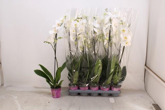 <h4>PHAL OV WIT</h4>