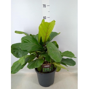 Ficus lyrata