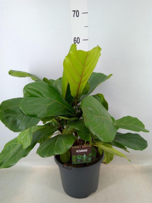 <h4>Ficus lyrata</h4>