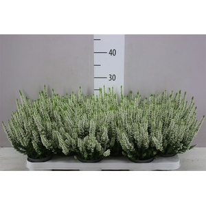 Calluna Beauty Lady Wit