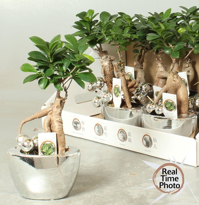 <h4>FIC MI GINSENG</h4>