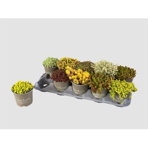 SEDUM GEM