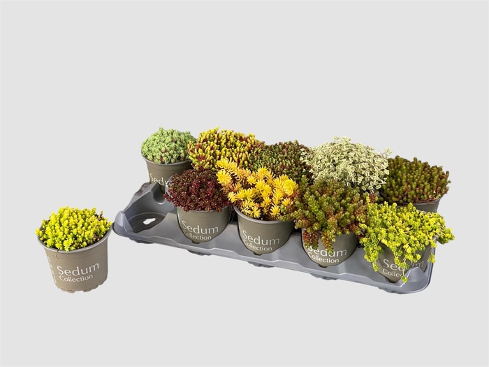 <h4>SEDUM GEM</h4>
