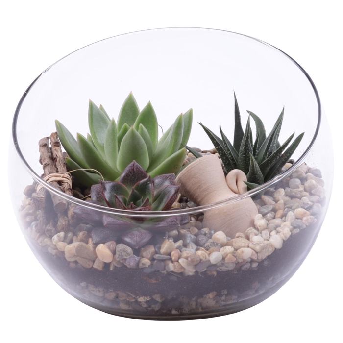 <h4>Yearround Arr. Succulent Glass Bowl Vase Ø20cm 3PP</h4>