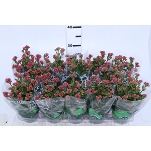 KALANCHOE DOBRADO P11 LILAS