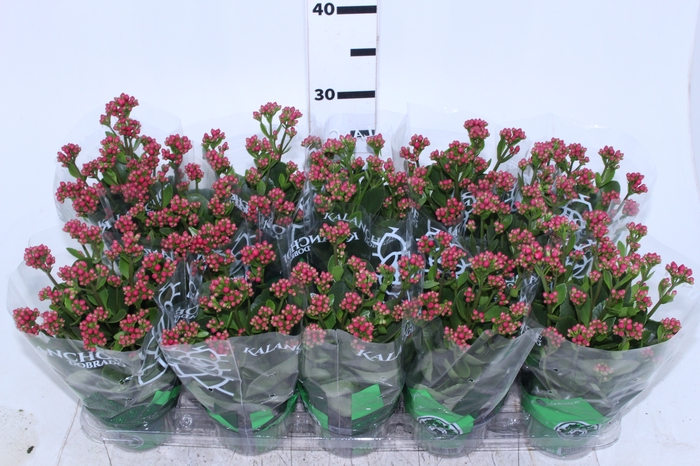 KALANCHOE DOBRADO P11 LILAS