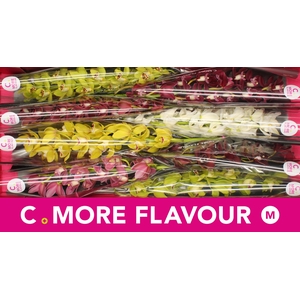 Mini cymbidium 'Mix' 70 cm