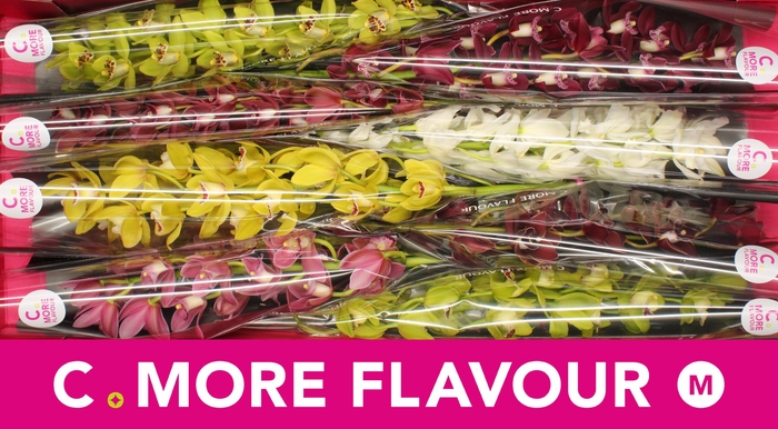 <h4>Mini cymbidium 'Mix' 70 cm</h4>