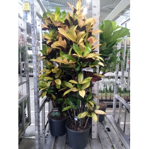 Codiaeum var. KL 'Mrs Iceton'