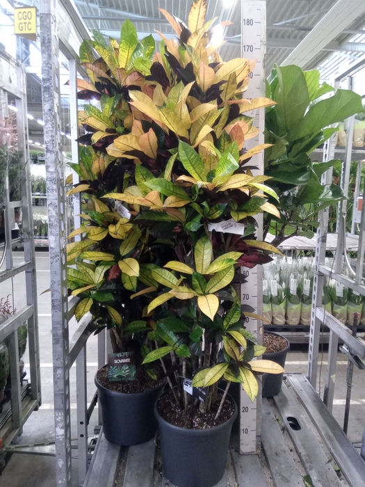 <h4>Codiaeum var. KL 'Mrs Iceton'</h4>